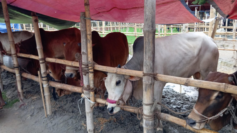 শাহজাহানপুর হাটে আসতে শুরু করেছে কোরবানির পশু...