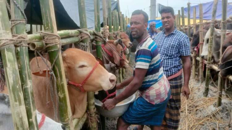 ক্রেতা কম গরু বেশি, দামও সস্তা...