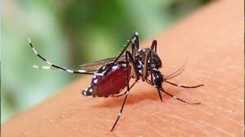 আরও ২১২ জন ডেঙ্গু আক্রান্ত...