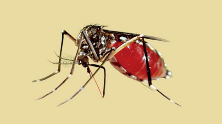 ২৪ ঘণ্টায় ডেঙ্গুতে ৩ জনের মৃত্যু, হাসপাতালে ভর্তি ...