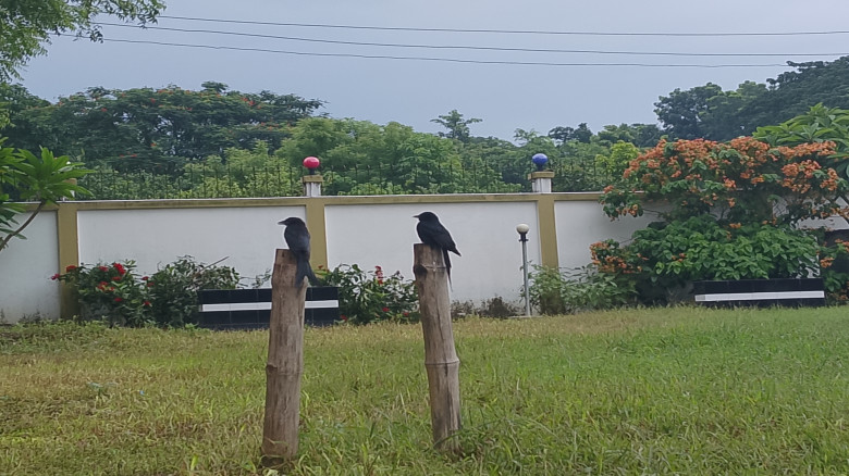 ইবিতে পাখির বিচরণ: মৃত খড়কুটোয় প্রাণের স্পন্দন...