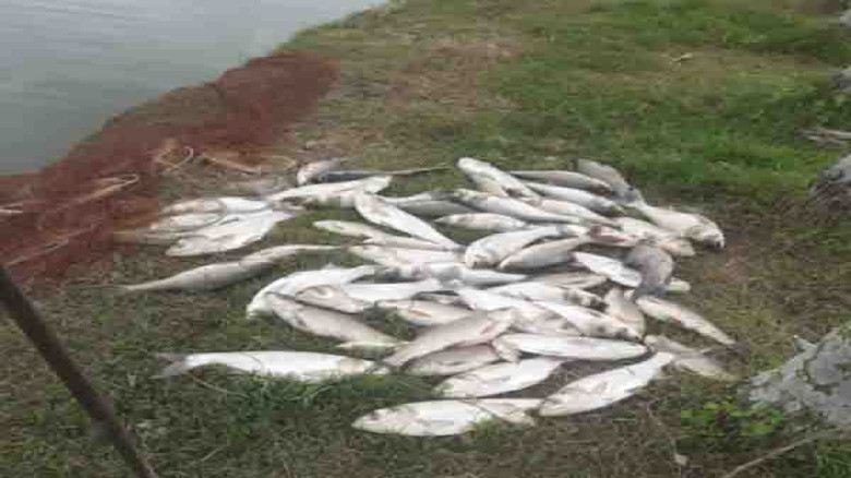 বিষ প্রয়োগে ১৫ লাখ টাকার মাছ মারার অভিযোগ...