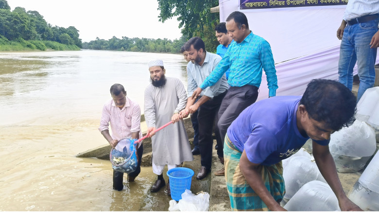 মৌলভীবাজারের মনূ নদে পোনা মাছ অপমুক্ত...