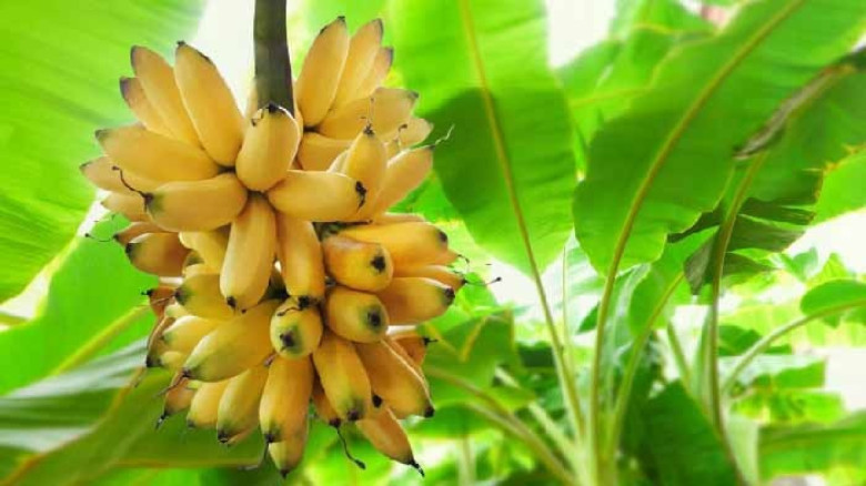 কলা খাওয়ার সঠিক সময় ও পুষ্টিগুণ...