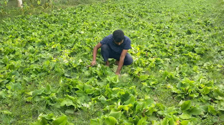 গাংনীতে একাঙ্গী চাষে স্বপ্ন বুনছেন ব্যাংক কর্মকর্ত...
