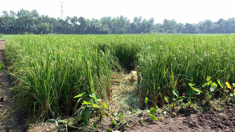 ধানক্ষেত থেকে নারীর মরদেহ উদ্ধার...