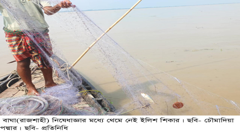 নিষেধাজ্ঞার মধ্যে চলছে ইলিশ ধরার উৎসব...