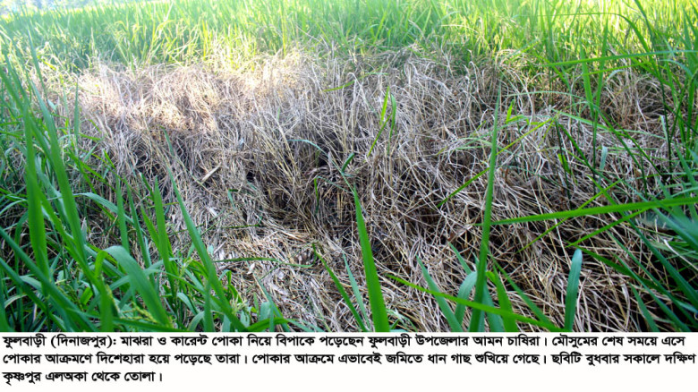 ফুলবাড়ীতে আমন ক্ষেতে পোকার আক্রমণ দিশেহারা কৃষকরা...