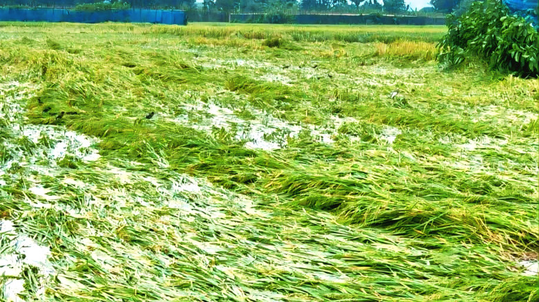 মোহনপুরে বৃষ্টিতে নুয়ে পড়েছে আমন ধান...