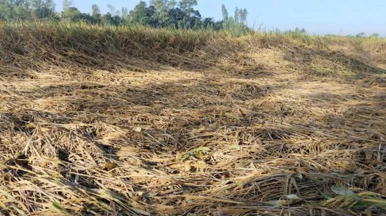 প্রকৌশলীদের মাঠ পর্যায়ের উদাসীনতায় কৃষকের স্বপ্ন ধ...