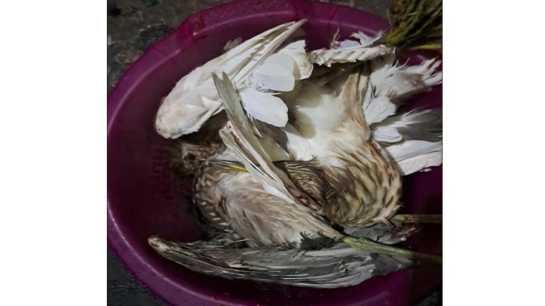 বানিয়াচংয়ে শীতের শুরুতেই অতিথি পাখি নিধন...