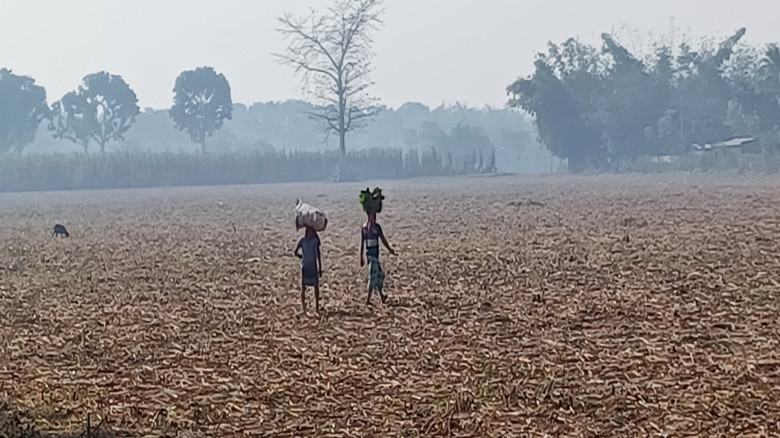 কার্তিকের শেষে শীত নামল চুয়াডাঙ্গায়, তাপমাত্রার পা...