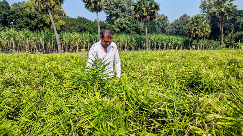 ভালুকায় আধুনিক পদ্ধতিতে আদা চাষে নতুন সম্ভাবনা...
