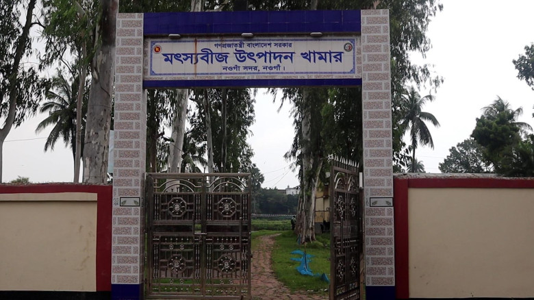 নওগাঁয় দিন দিন জনপ্রিয় হয়ে উঠছে সরকারি রেনু...