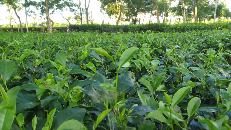 শ্রীমঙ্গলে সবুজের সমারোহে মোড়ানো চা বাগান...