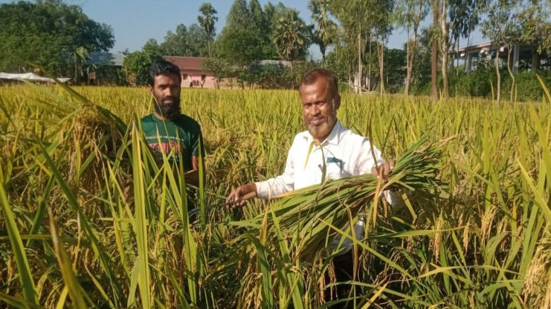ঘোড়াঘাটে কৃষকের মাঝে সাড়া ফেলেছে ব্রি-ধান-১০৩...