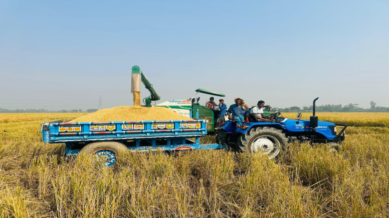 নবীগঞ্জের বাতাসে এখন আমন ধানের ঘ্রাণ...
