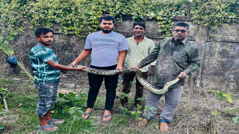 শ্রীমঙ্গলে ৮ ফুট দৈর্ঘ্যের একটি অজগর উদ্ধার...