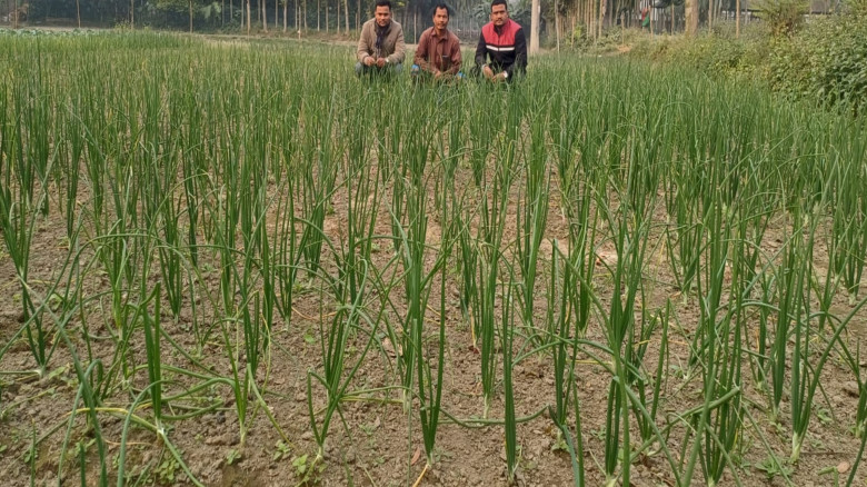 ঠাকুরগাঁওয়ে গ্রীষ্মকালীন পেঁয়াজ চাষে সাফল্য...