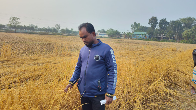 সোনালী ফসল ঘরে তোলা হলোনা কৃষক কাদেরের...