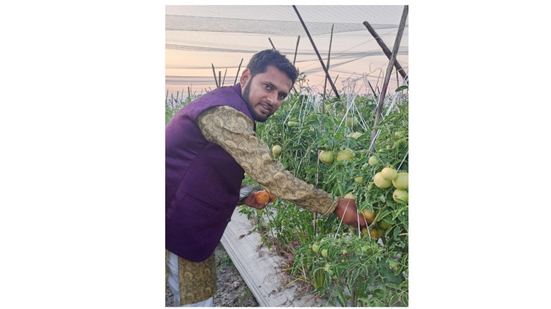 মাধবপুরে টমেটো চাষে সংবাদকর্মীর সফলতা...