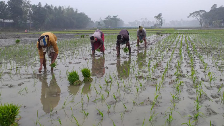জেলায় বোরো ধানের উৎপাদন হবে পাঁচ লাখ মেট্রিক টন...