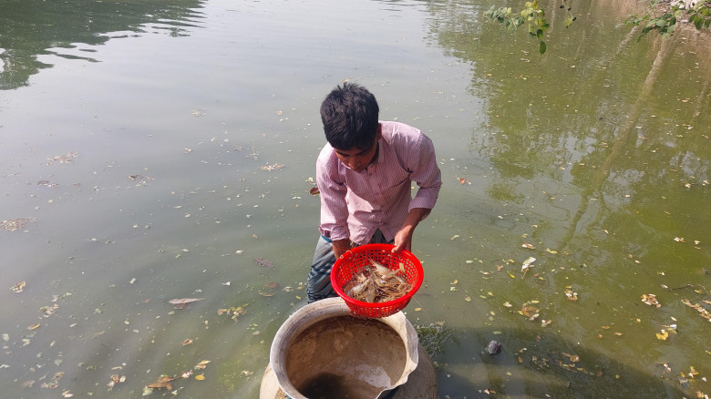 নওগাঁয় প্রথম বারের মত চাষ হচ্ছে গলদা চিংড়ি...
