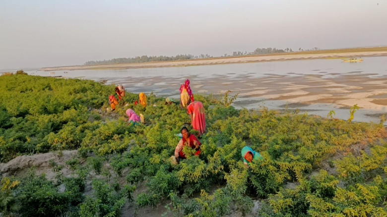 পারিশ্রমিক বৈষম্যের শিকার সারিয়াকান্দির চরাঞ্চলের ...