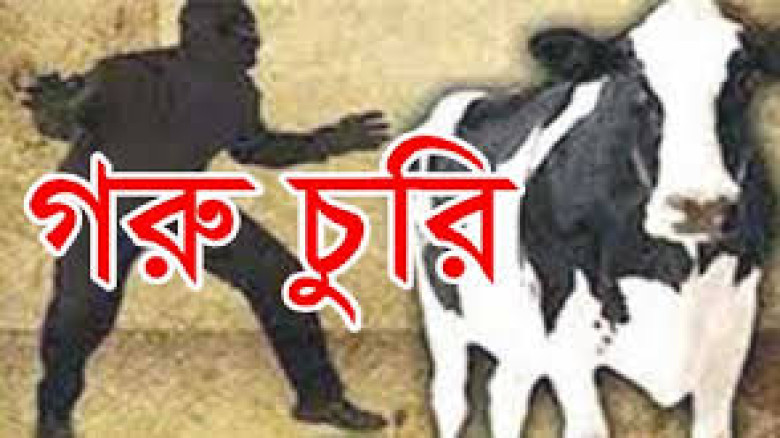 গফরগাঁওয়ে এক কৃষকের পাঁচ গরু চুরি, নিঃস্ব পরিবার...