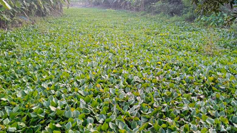 পুঠিয়ায় মৎস্য উৎপাদন হুমকির মুখে, বিপাকে জেলেরা...