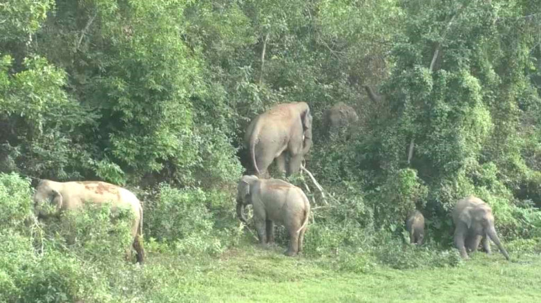 শেরপুর গারো পাহাড়ে বন্যহাতির আক্রমণে বৃদ্ধ নিহত...