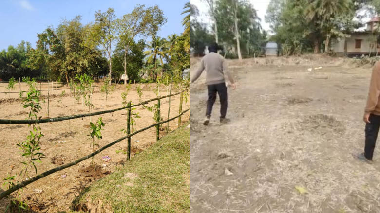 মাধবপুর গভীর রাতে কৃষকদের শতাধিক গাছ কেটে নিল দুর্...