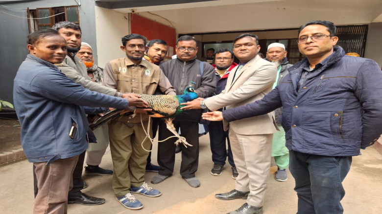 কুড়িগ্রামের উলিপুরে কলাই ক্ষেতে ধরা পড়ল বিলুপ্তপ্র...