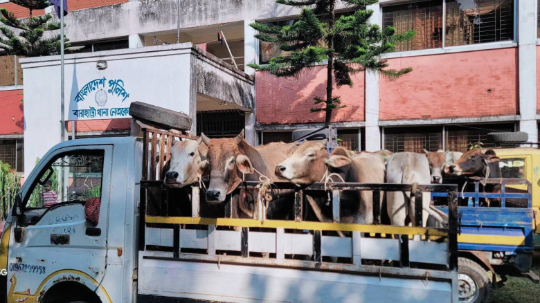 মধ্যনগর সীমান্ত দিয়ে আসা ভারতীয় ৩২ গরু বারহাট্টা থ...