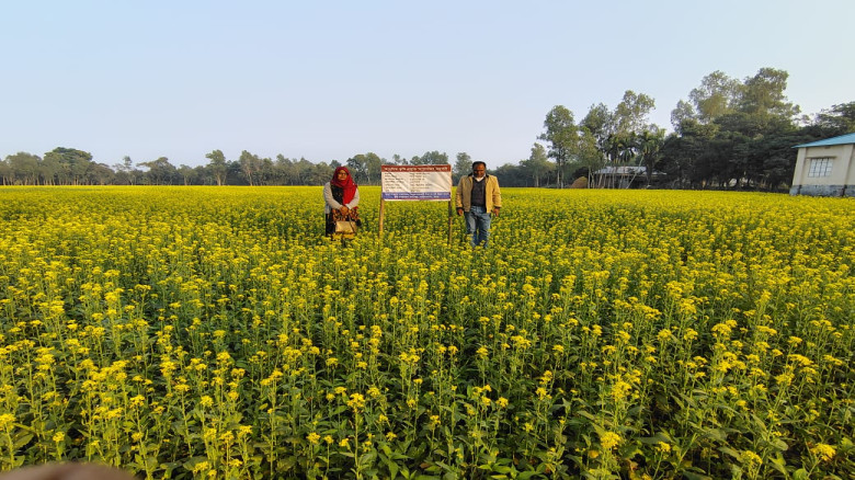 সারিয়াকান্দি উপজেলার মাঠ ও চরাঞ্চলে সরিষার বাম্পার...