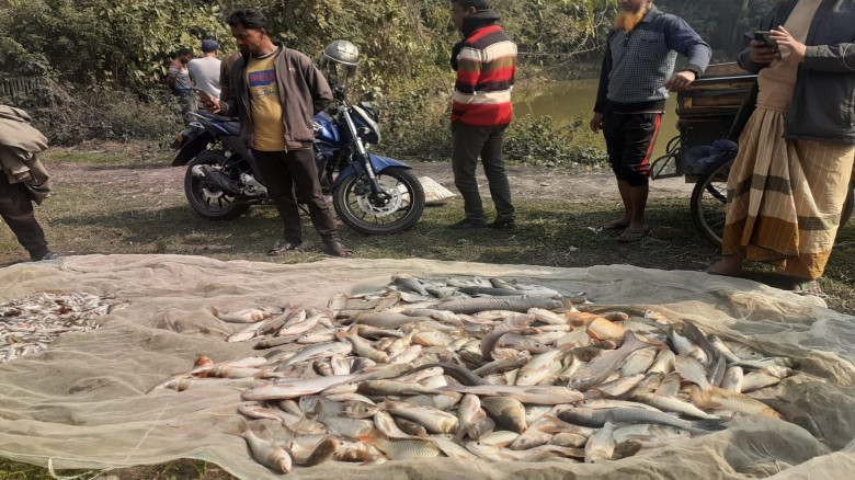আদমদীঘিতে পুকুরে বিষ দিয়ে সাড়ে ৬ লাখ টাকার মাছ নিধ...