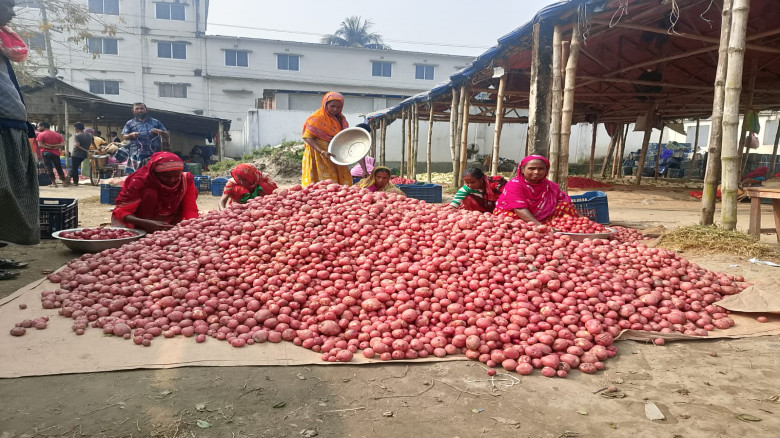 বগুড়ায় আলুর ব্যাপক ফলন হওয়ার সম্ভবনা! দাম নিয়ে কৃষ...
