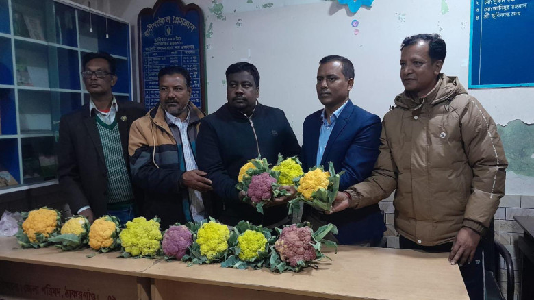রাণীশংকৈলে বিষমুক্ত রঙিন ফুলকপি বিতরণ...