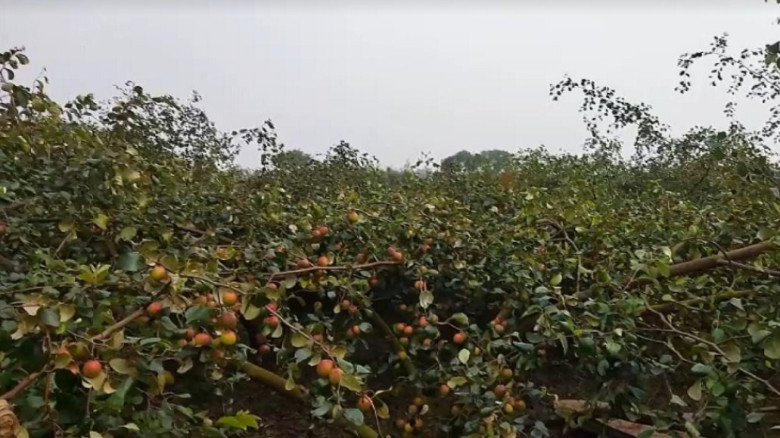 গাংনীতে কুল চাষে আগ্রহী হচ্ছে বেকার ও শিক্ষিত যুবক...