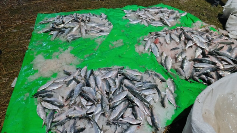 তালতলীতে ঝাটকা ইলিশবাহী ট্রাক জব্দ, জরিমানা...