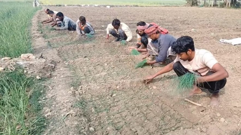 গান-নাচের তালে পেঁয়াজ রোপণ ও উত্তোলনে ব্যস্ত পুঠিয়...