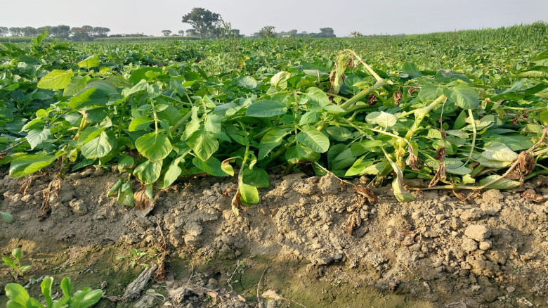 সার-বীজ-কীটনাশকের উচ্চ মূল্যে লোকসানে আলু চাষিরা...
