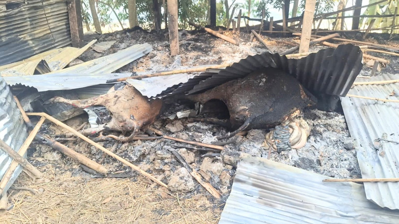 মৌলভীবাজারে জামায়াত কর্মীর গরুর খামারে দুষ্কৃতিকার...