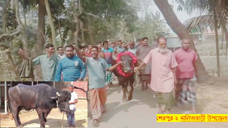 শেরপুর-২ ধানের শীষ জেতায় বাজির মহিষ নিয়ে বাড়ি ফিরল...