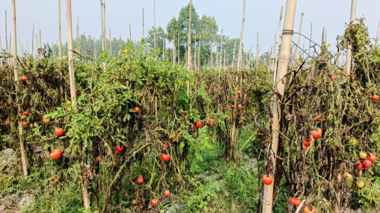 বানিয়াচংয়ে সবজী চাষে নিরব বিপ্লব, সংরক্ষণের অভাব...