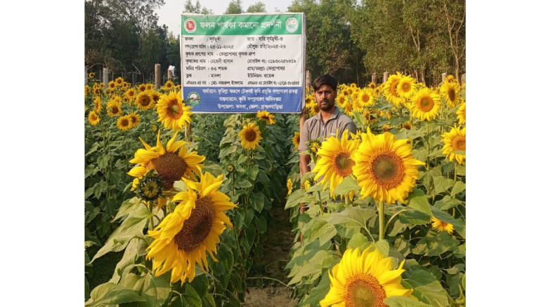 কসবায় সূর্যমুখীর হাসি: স্বাবলম্বী হওয়ার পথে কৃষক...