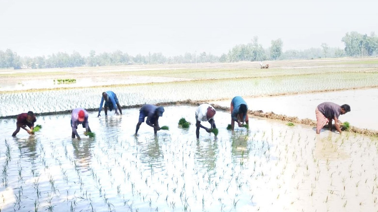 সোনালী স্বপ্ন বুকে নিয়ে দুপচাঁচিয়ায় ইরি-বোরো রোপণে...