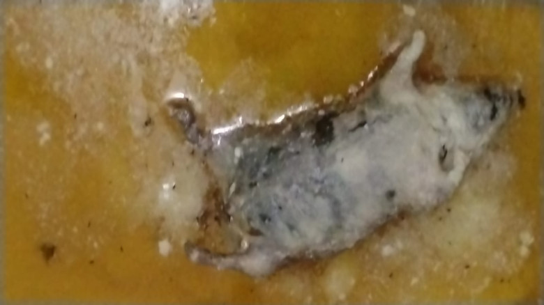 চুয়াডাঙ্গায় বেকারিতে ব্যবহৃত ডালডার মধ্যে মিলর ইঁদ...