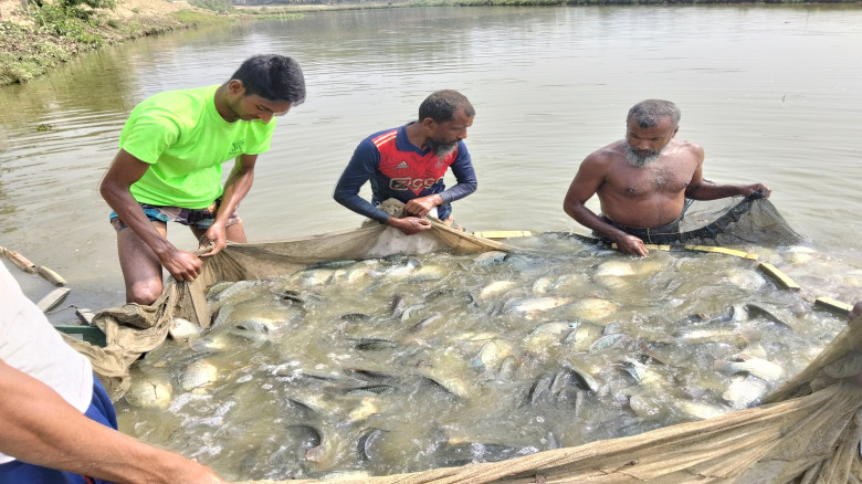 দোয়ারাবাজারে ন্যায্য দাম না পেয়ে হতাশ মৎস্যচাষীরা...