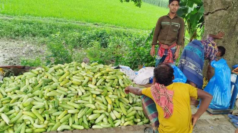 স্থানীয়ভাবে উৎপাদিত প্রতি কেজি বেগুন ১০০ ও শসা বিক...